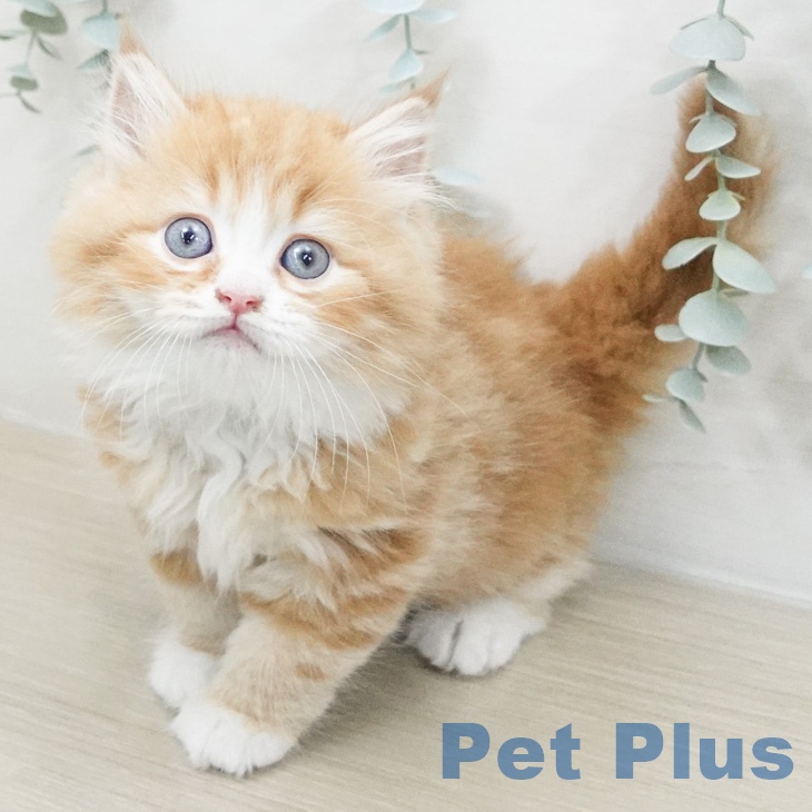 ラガマフィンの写真2