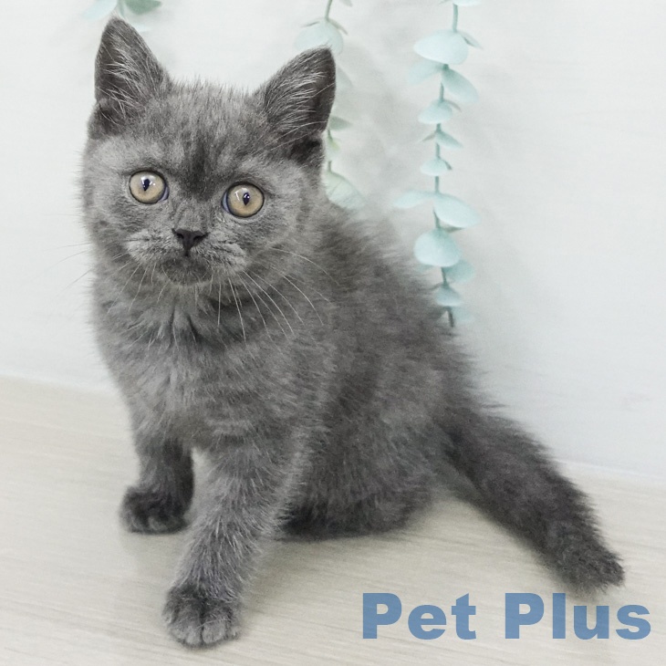 福岡県のブリティッシュショートヘアー (ペットプラス 八幡東店/2026年2月27日生まれ/男の子/ブルー)の子猫の1枚目の画像
