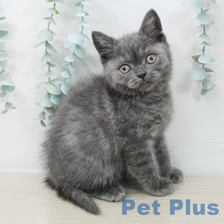 福岡県のブリティッシュショートヘアー (ペットプラス 八幡東店/2026年2月27日生まれ/男の子/ブルー)の子猫の2枚目の画像