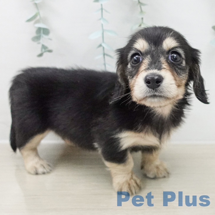 ミニチュア・ダックスフンドの写真2