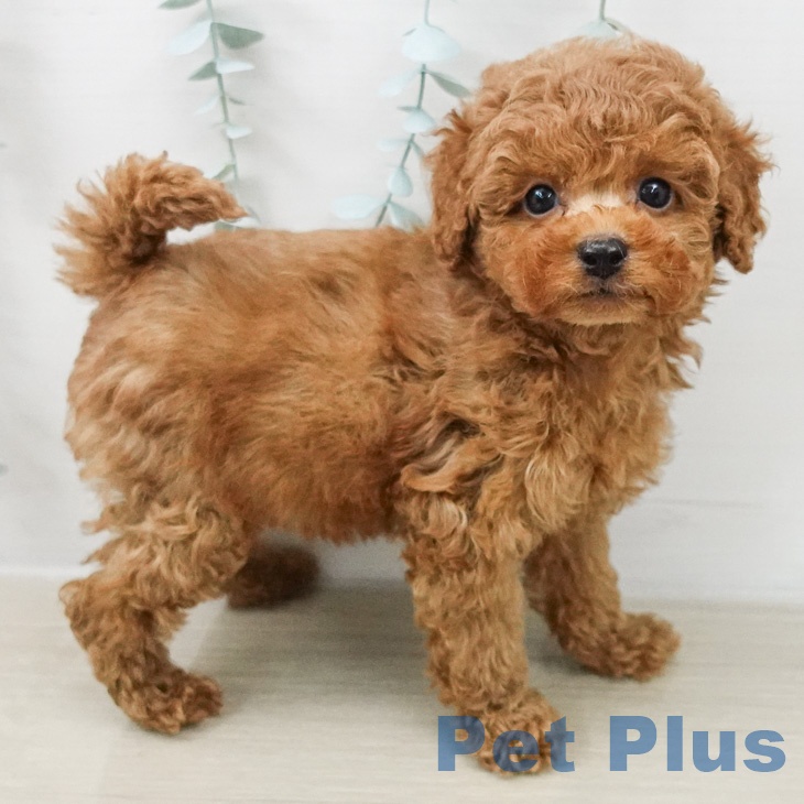 トイ・プードルの写真2