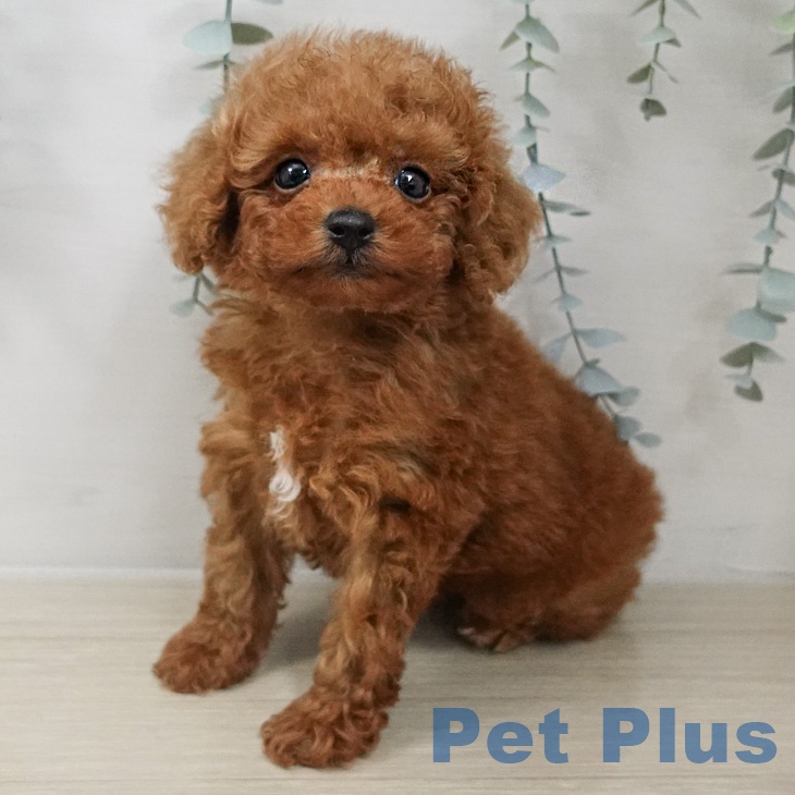埼玉県のトイプードル(トイ) (ペットプラス 与野店/2026年3月1日生まれ/男の子/レッド)の子犬