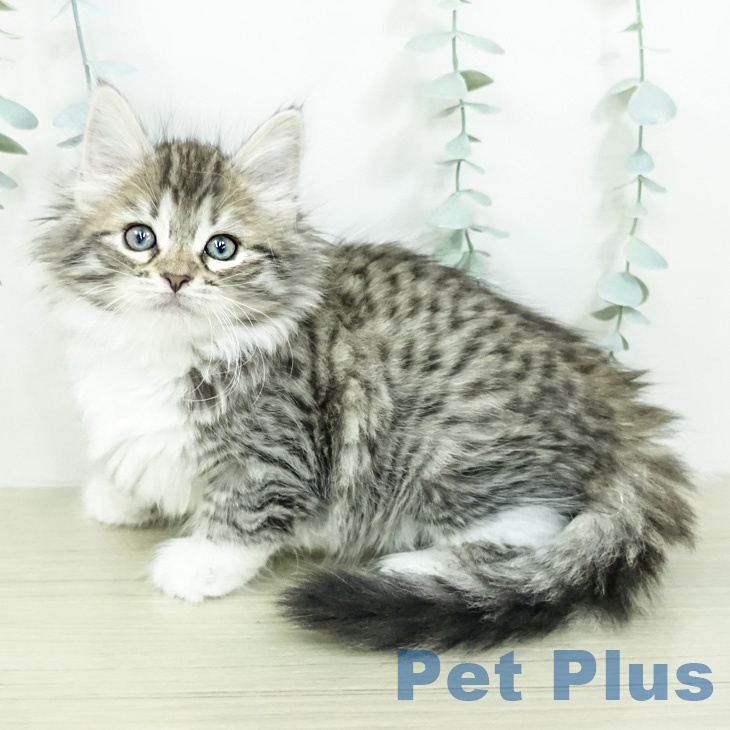 ノルウェージャンフォレストキャット