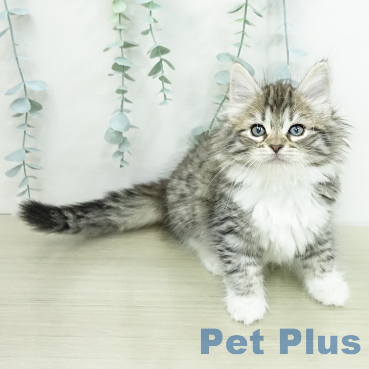 ノルウェージャンフォレストキャットの写真2