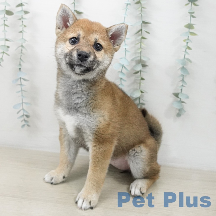東京都の柴犬(標準サイズ) (ペットプラス 日の出店/2026年3月5日生まれ/女の子/赤)の子犬