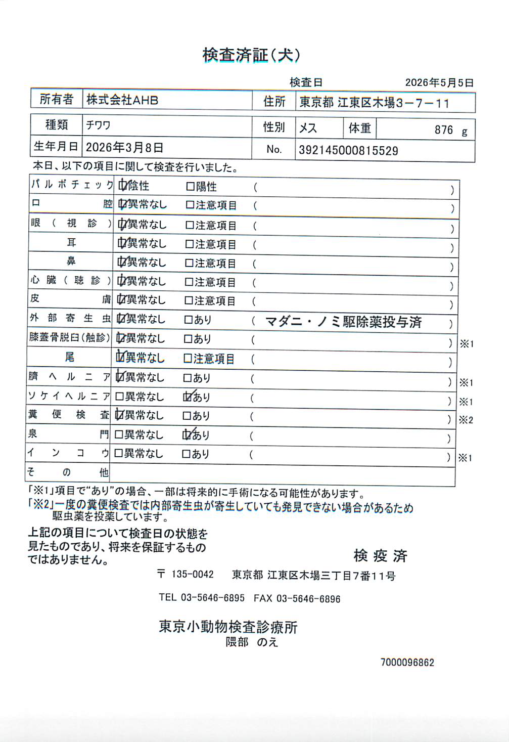 チワワ