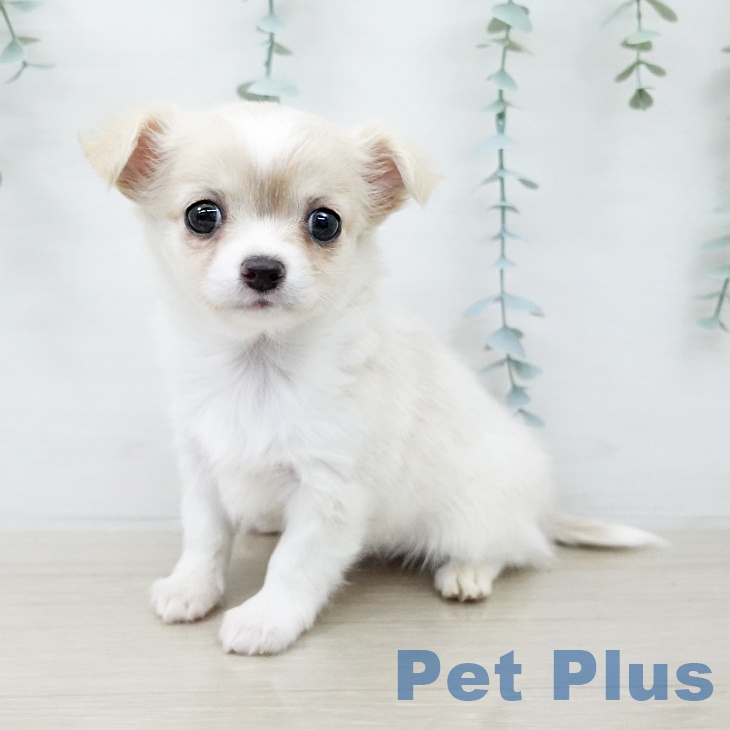 宮城県のチワワ(ロング) (ペットプラス 名取店/2026年3月6日生まれ/男の子/クリームホワイト)の子犬