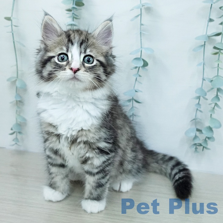 ノルウェージャンフォレストキャット