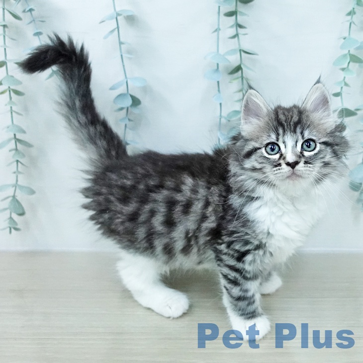 ノルウェージャンフォレストキャットの写真2