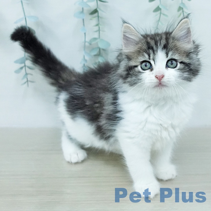ノルウェージャンフォレストキャットの写真2