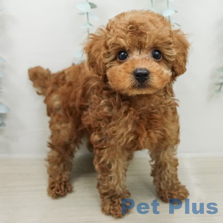 トイ・プードルの写真2