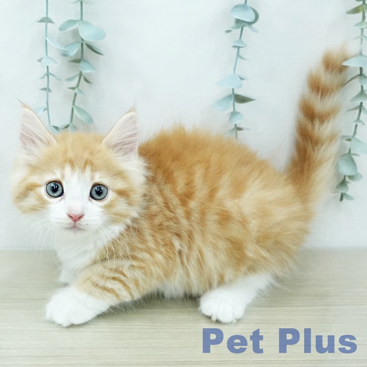 ノルウェージャンフォレストキャット