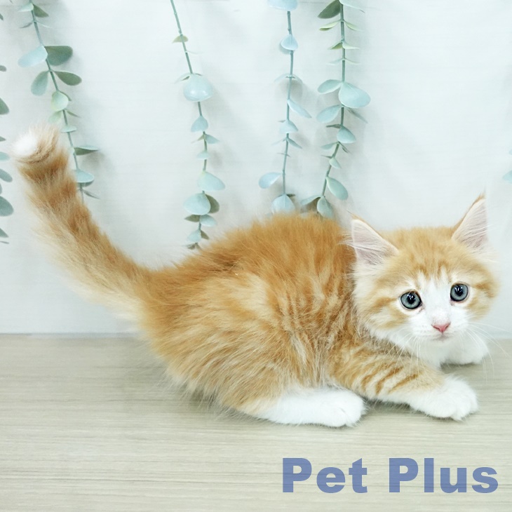ノルウェージャンフォレストキャットの写真2