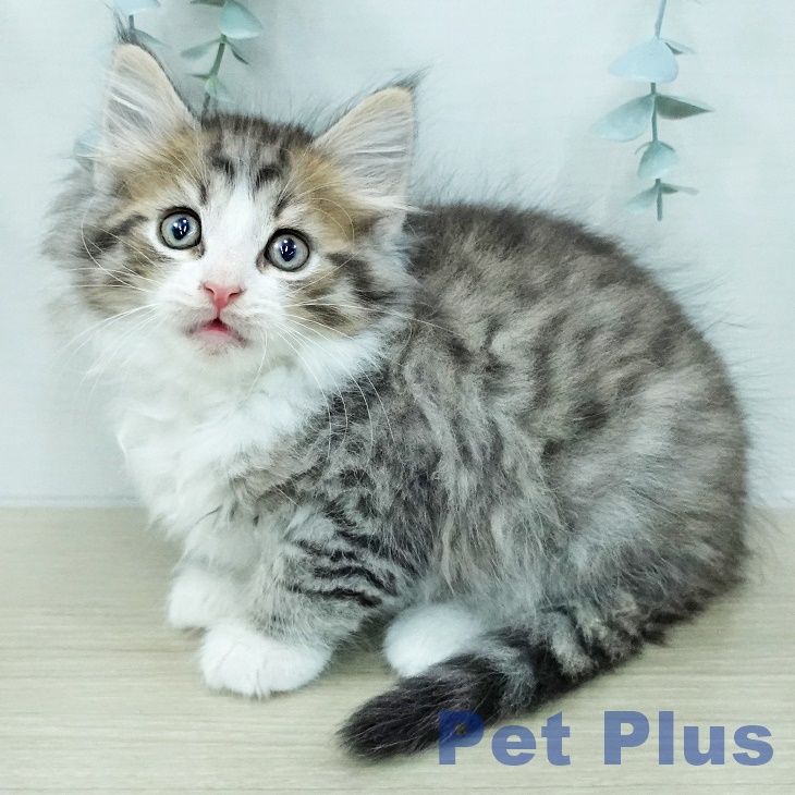 群馬県のノルウェージャンフォレストキャット (ペットプラス 前橋店/2026年3月14日生まれ/男の子/ブラウンマッカレルタビーホワイト)の子猫
