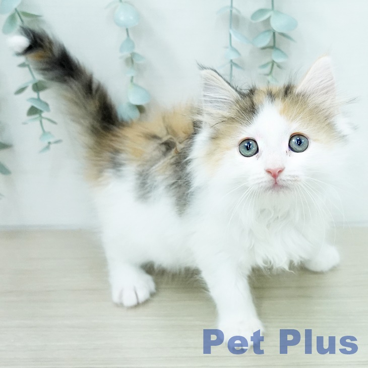 ノルウェージャンフォレストキャット