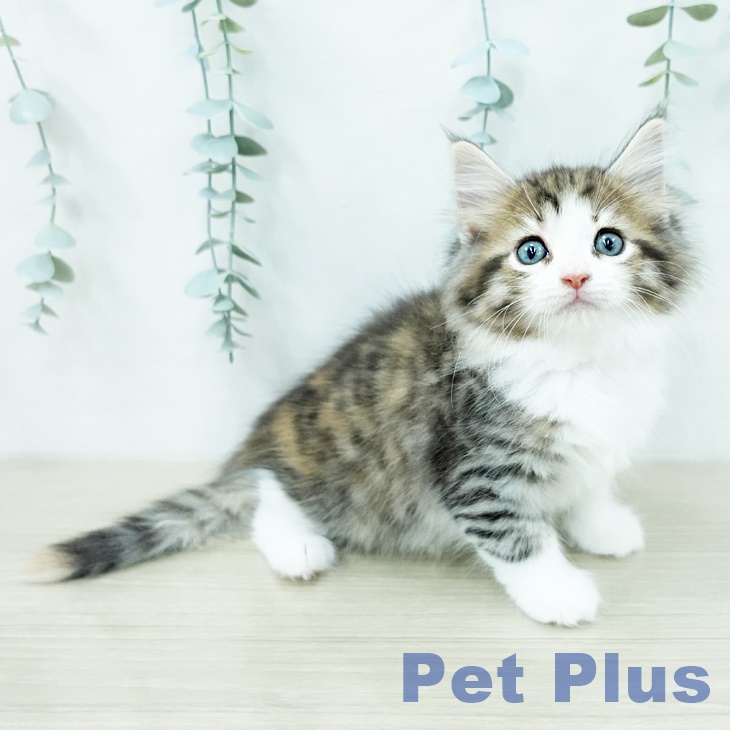 ノルウェージャンフォレストキャットの写真1