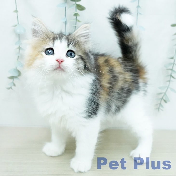 ノルウェージャンフォレストキャット