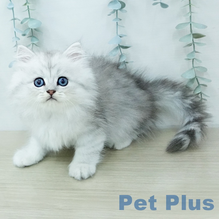 ペルシャ