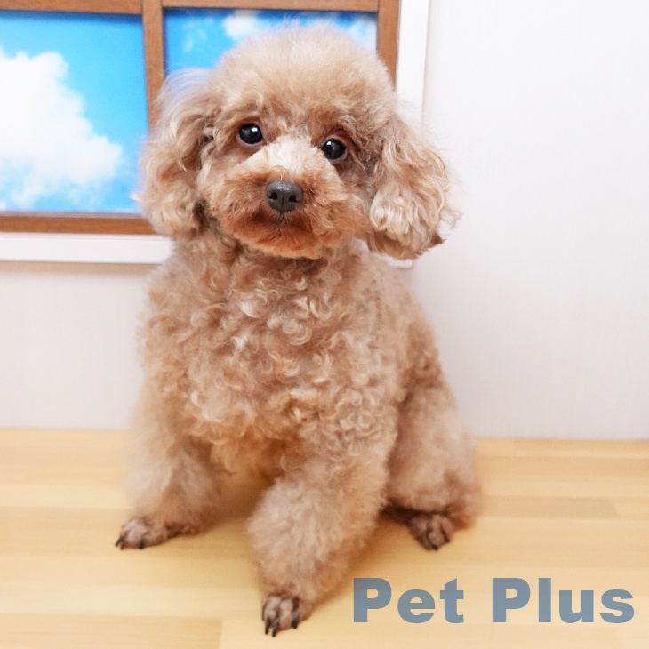 トイプードル トイ・プードルの詳細情報 | PetPlus パートナードッグ&キャット