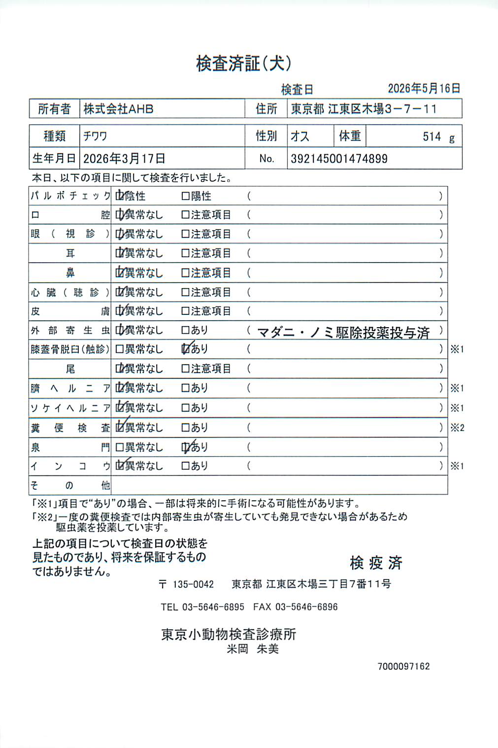 チワワ