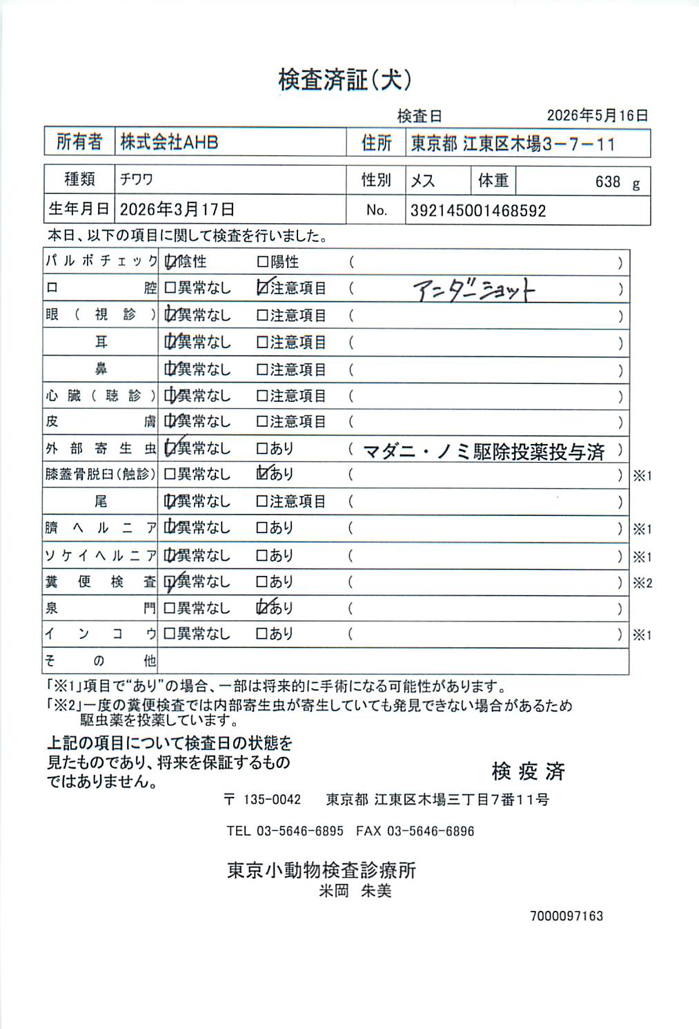 チワワ
