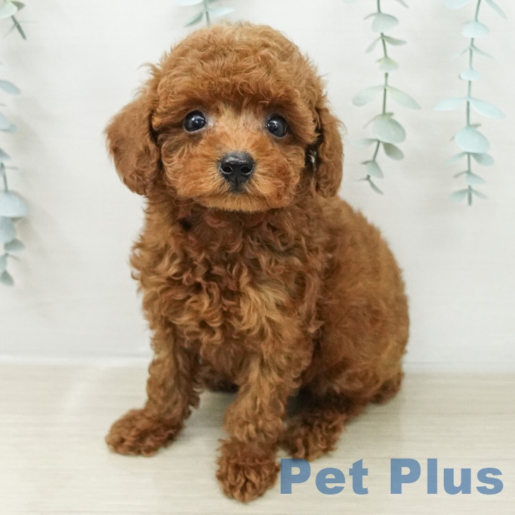 埼玉県のトイプードル(トイ) (ペットプラス 与野店/2026年3月20日生まれ/男の子/レッド)の子犬の1枚目の画像