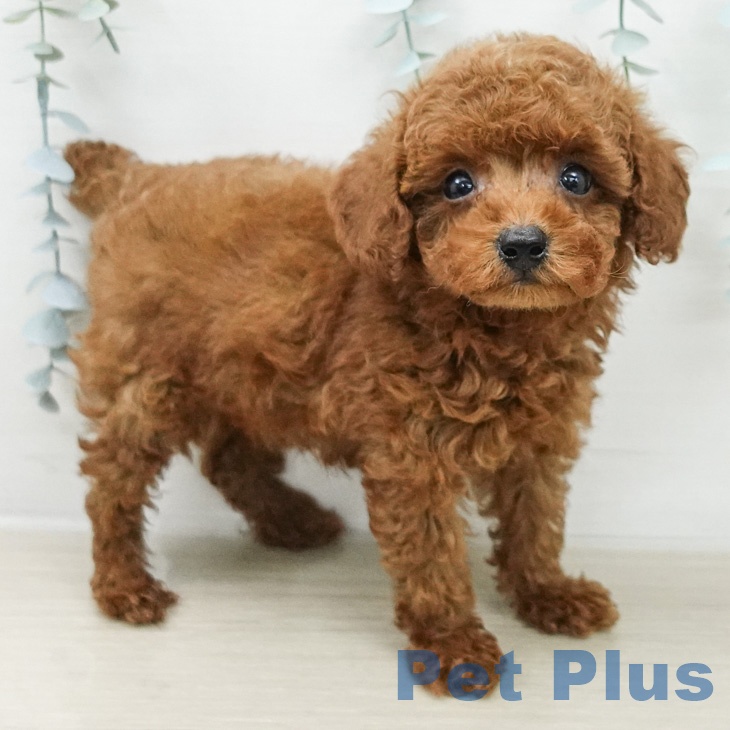 埼玉県のトイプードル(トイ) (ペットプラス 与野店/2026年3月20日生まれ/男の子/レッド)の子犬の2枚目の画像