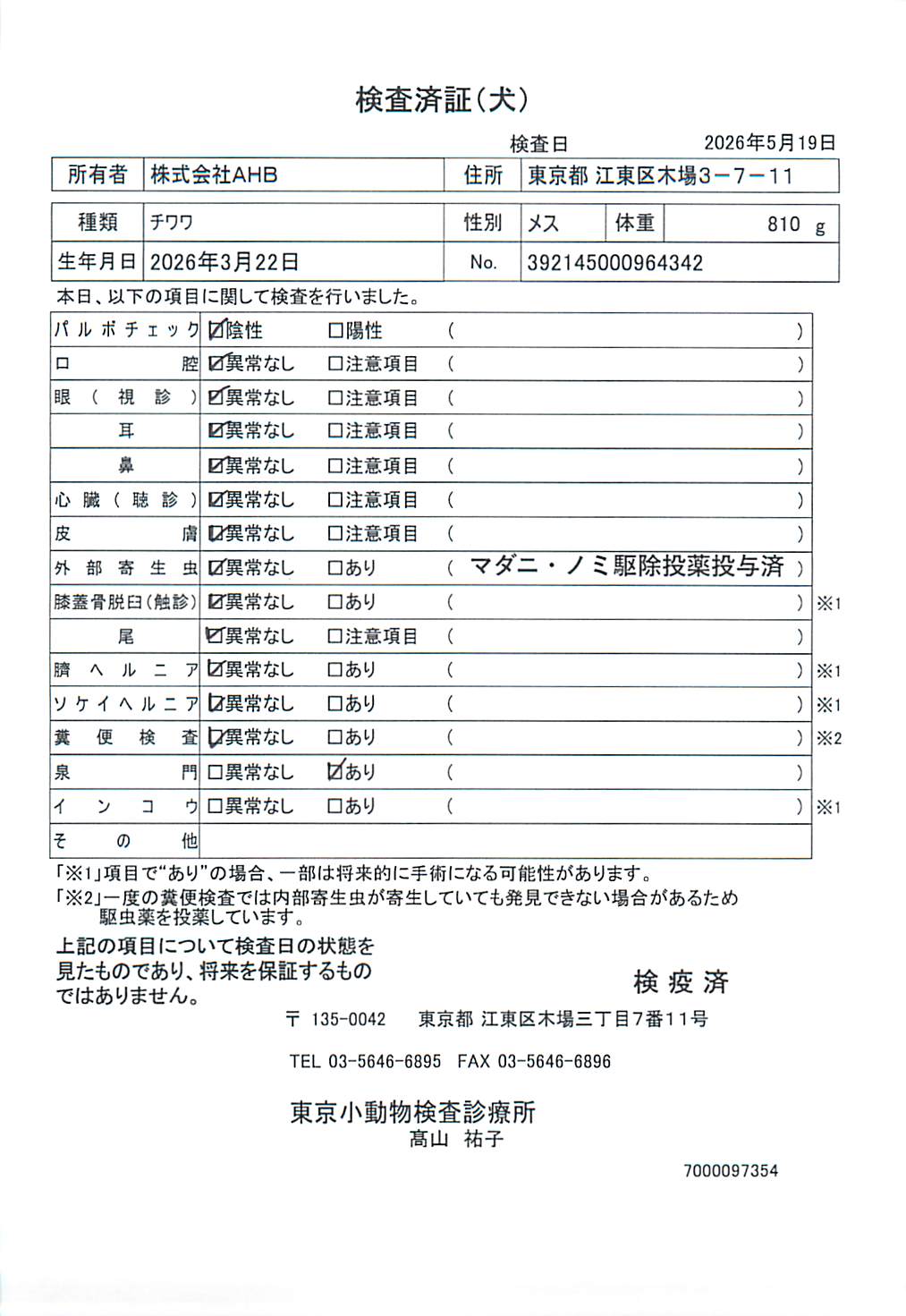 チワワ