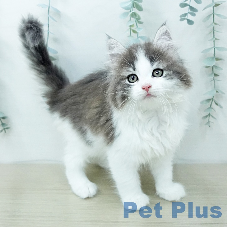 ノルウェージャンフォレストキャット