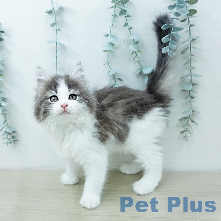 ノルウェージャンフォレストキャット