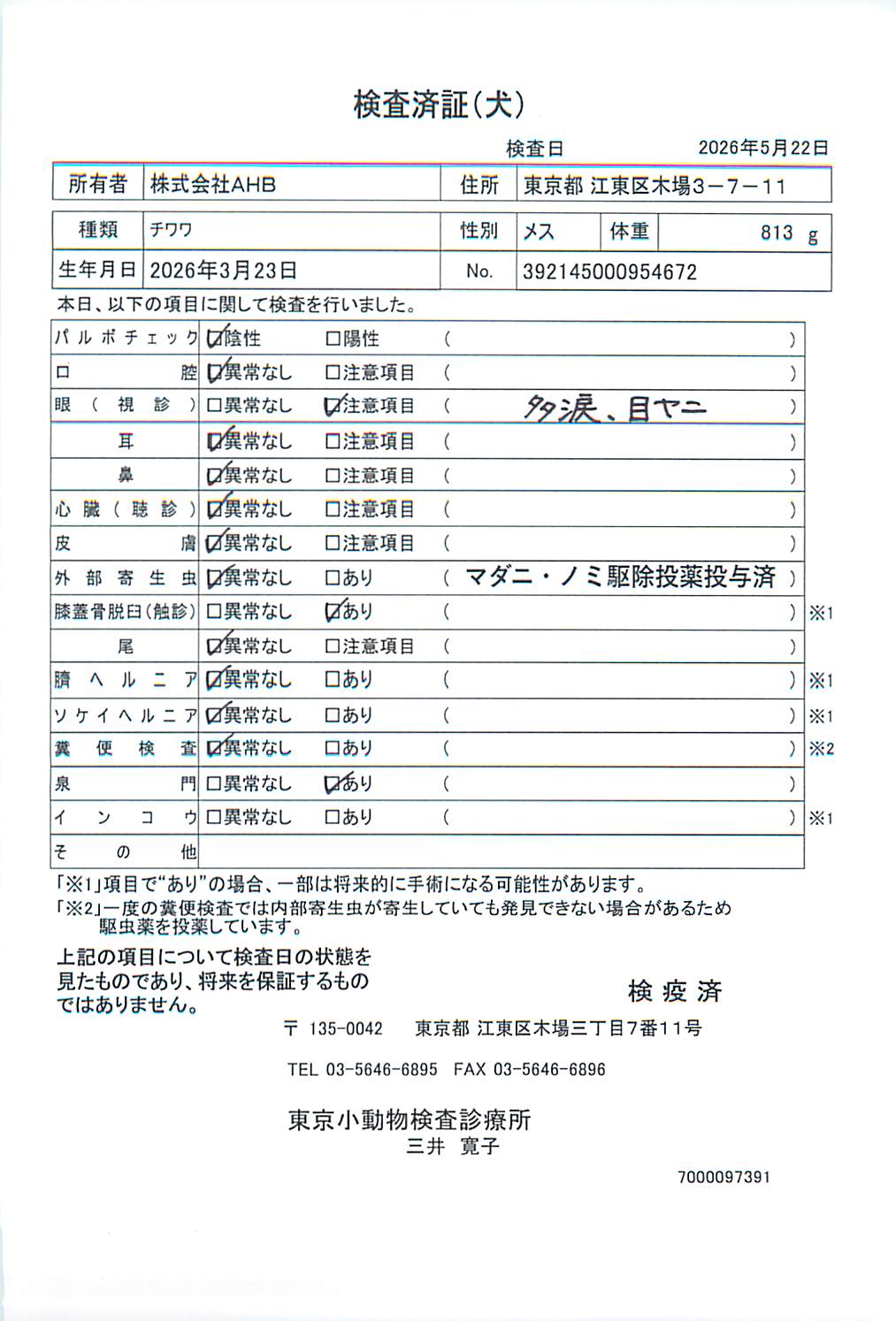 チワワ