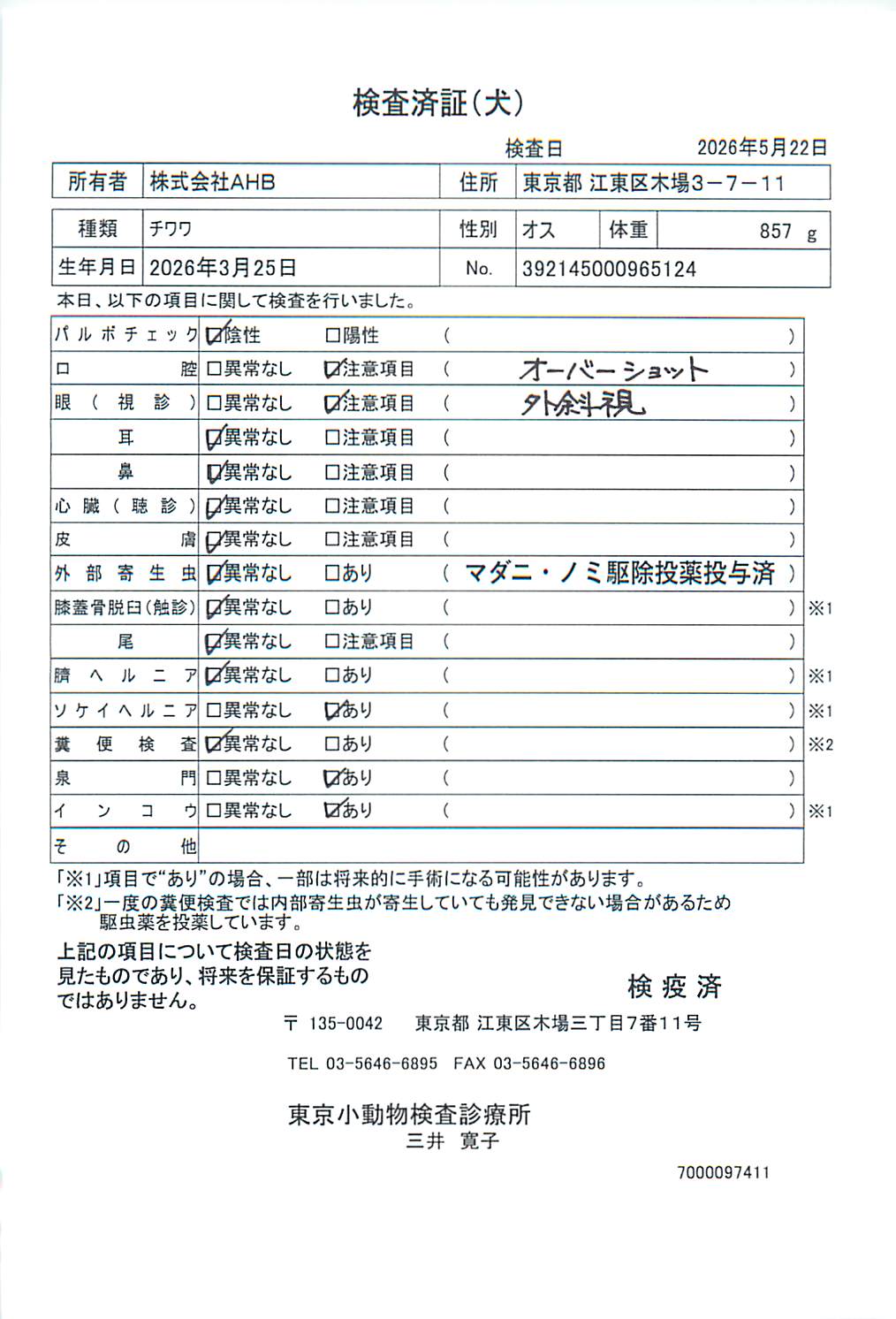 チワワ