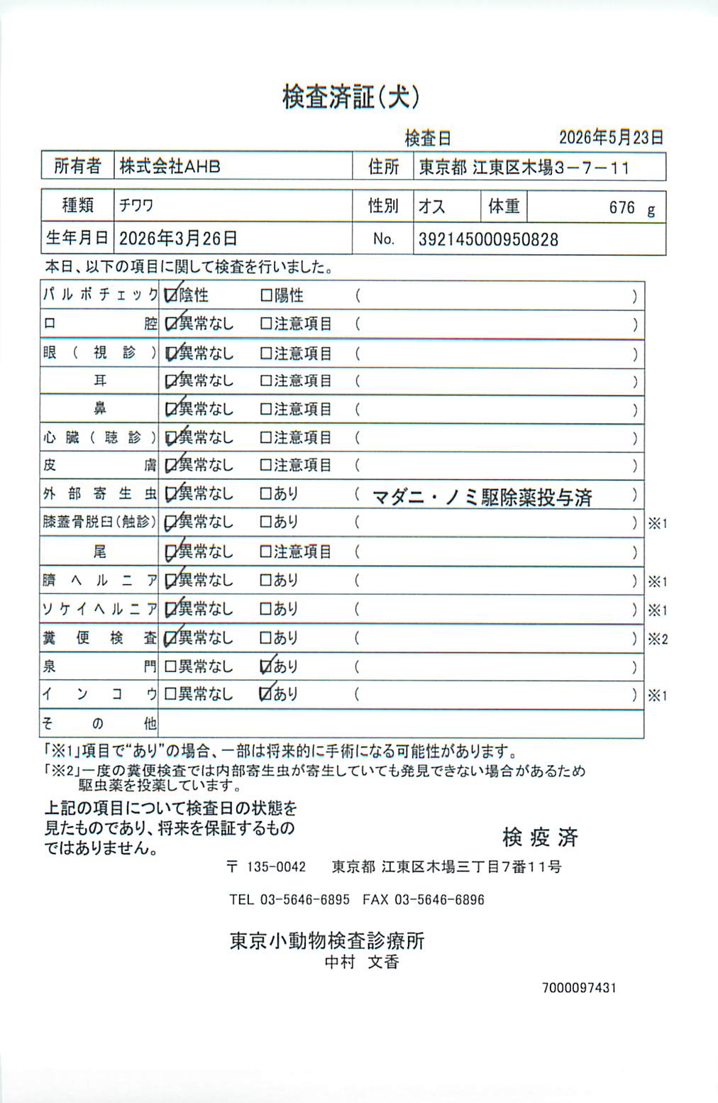 チワワ