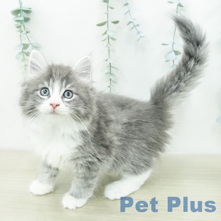 ノルウェージャンフォレストキャットの写真2