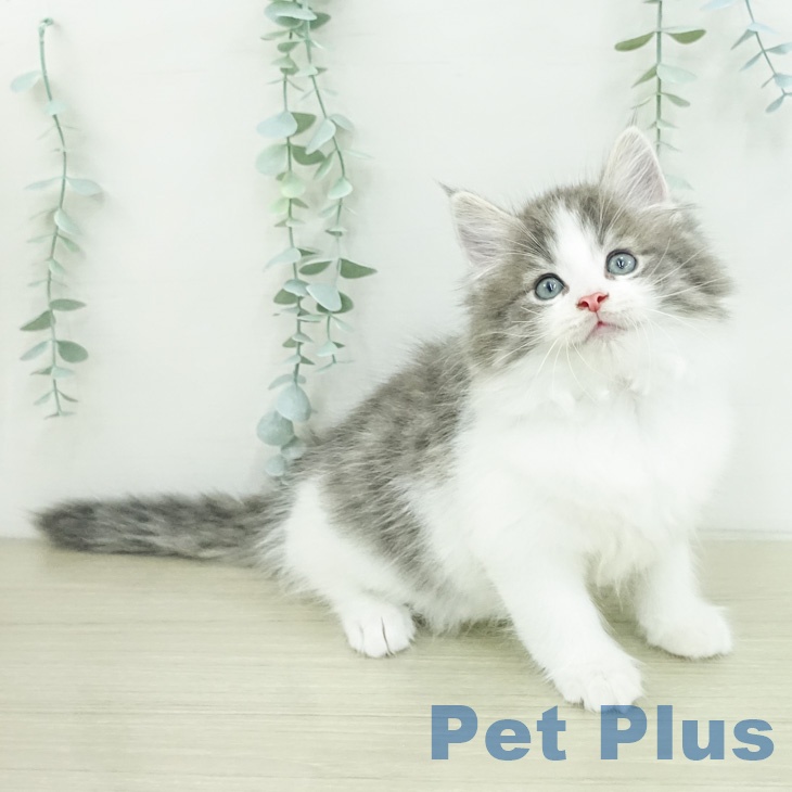 ノルウェージャンフォレストキャット