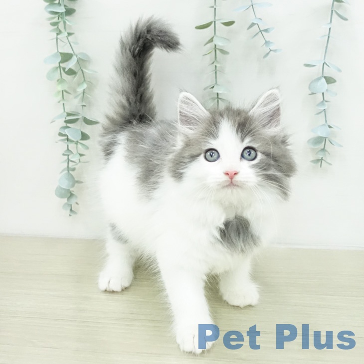 ノルウェージャンフォレストキャット