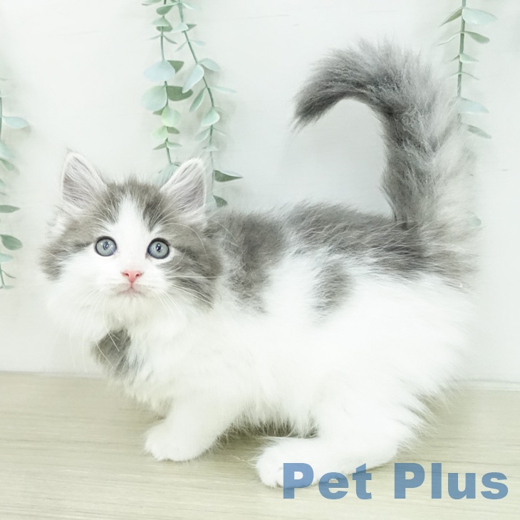 ノルウェージャンフォレストキャット
