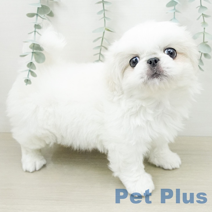 埼玉県のペキニーズ (ペットプラス 川口店/2026年3月27日生まれ/男の子/ホワイトクリーム)の子犬