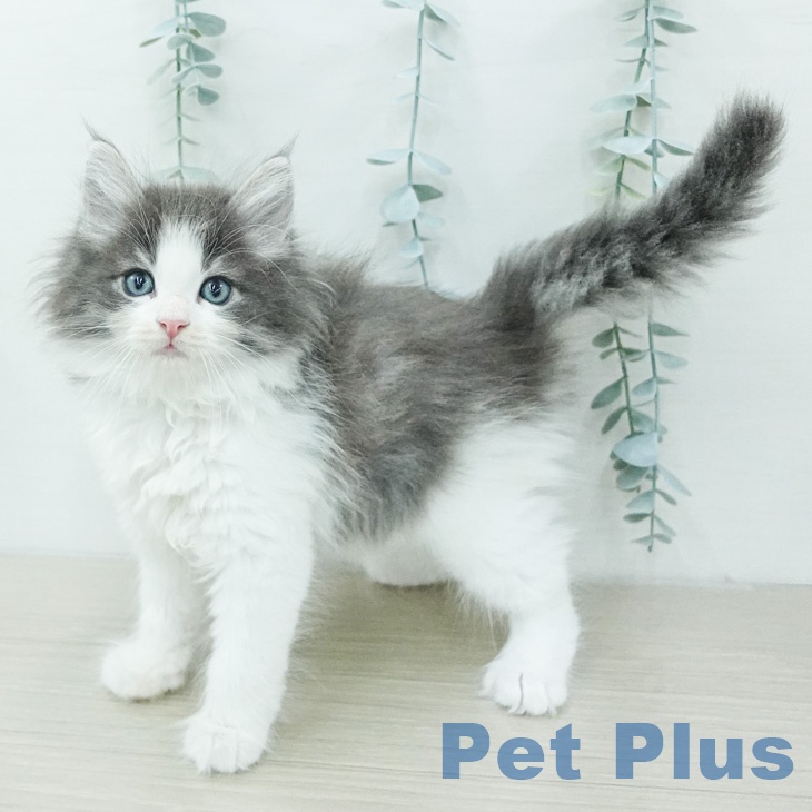 ノルウェージャンフォレストキャット