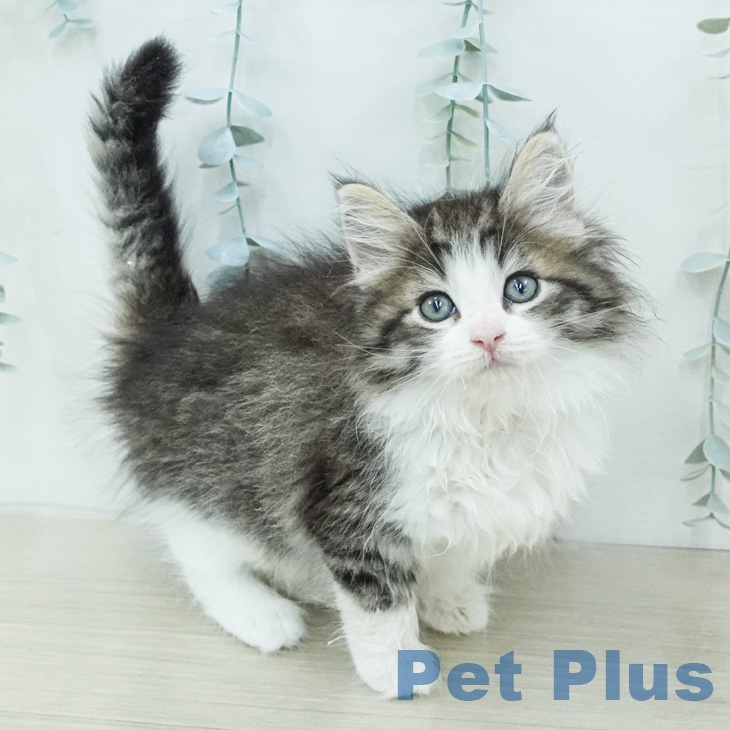 ノルウェージャンフォレストキャット