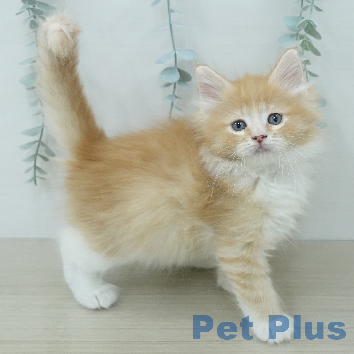 ノルウェージャンフォレストキャット