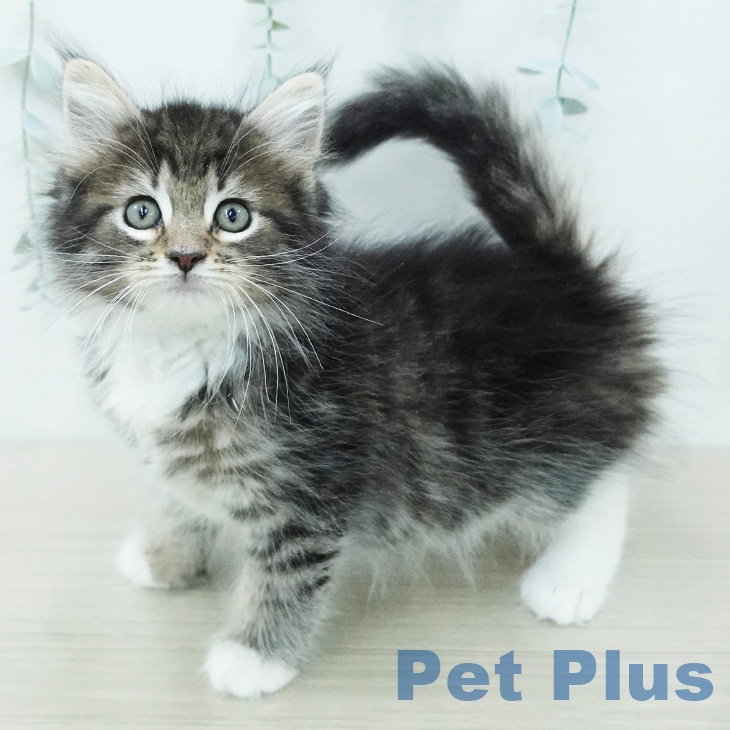 ノルウェージャンフォレストキャット