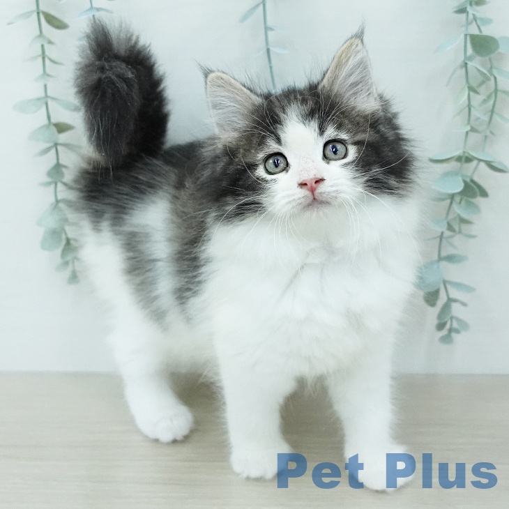 ノルウェージャンフォレストキャット