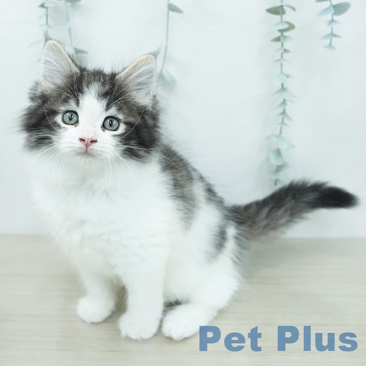ノルウェージャンフォレストキャット