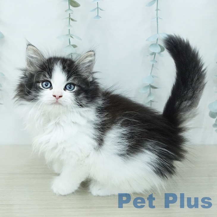 ノルウェージャンフォレストキャット
