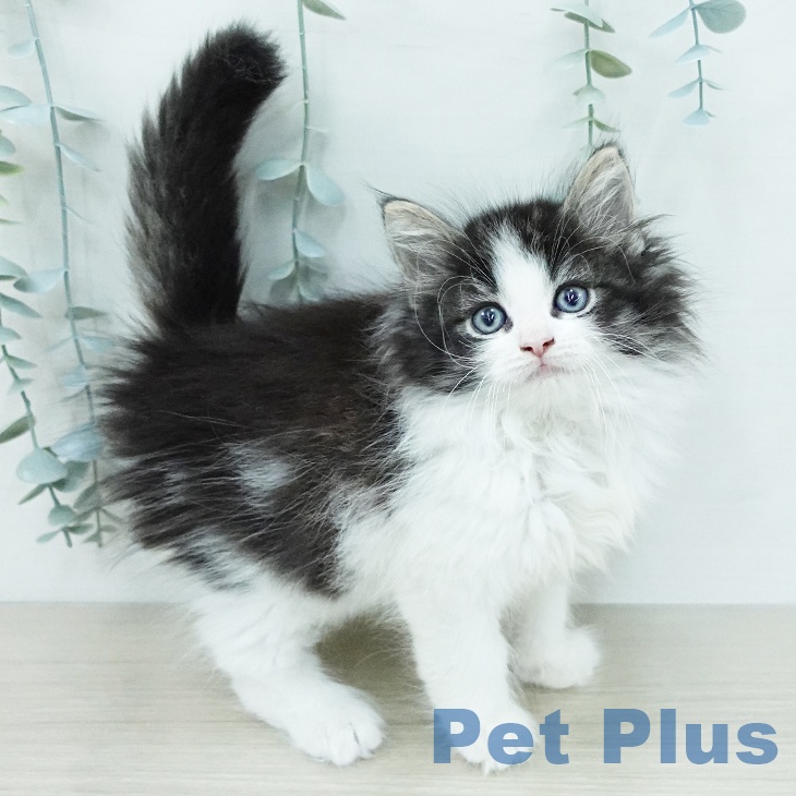 ノルウェージャンフォレストキャットの写真2