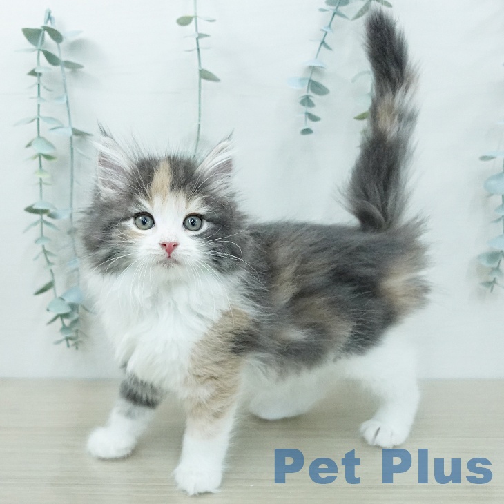 ノルウェージャンフォレストキャット