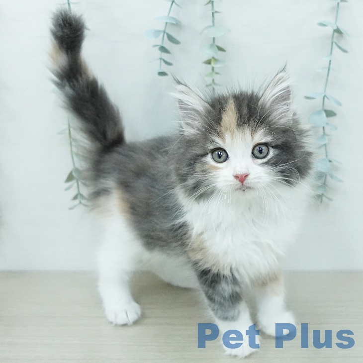 ノルウェージャンフォレストキャットの写真2