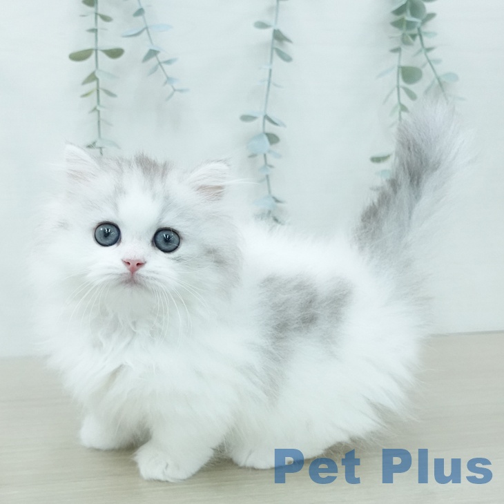 ミヌエット