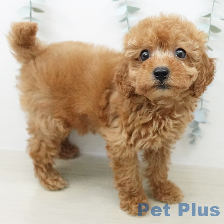 神奈川県のトイプードル(トイ) (ペッツワン 小田原店/2026年4月9日生まれ/女の子/レッド)の子犬の1枚目の画像